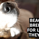 Illustration for article titled Im crying: Laboratory beagles set free, see the sun for the first time